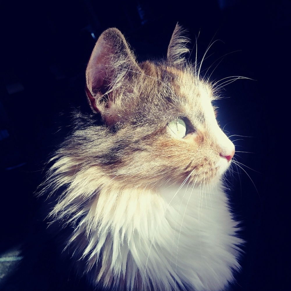 Meet your Posher, Mallorey